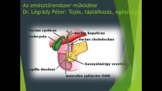 22. rész - Az epeürülés és a zsírfogyasztás összefüggése