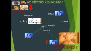 3. rész - Az elhízás élettani háttere